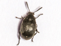 Bruchidius villosus